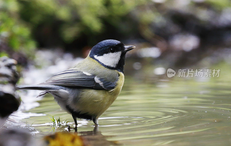 大山雀(Parus major)洗澡